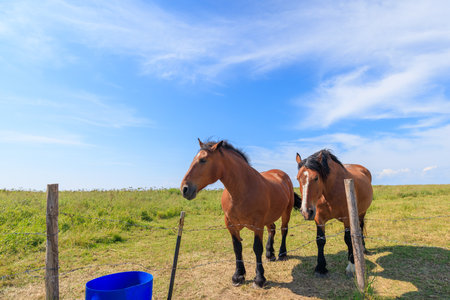 two horses on green pastureの写真素材