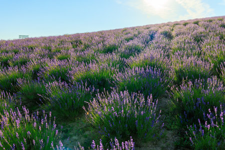 lavender field in kamifurano hokkaido