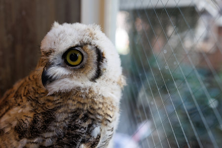 Long-eared owl in a cageの写真素材