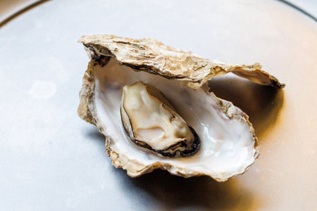 Oyster on a metal plate, closeup of photo.