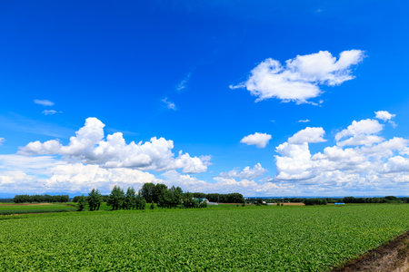 agricultural field on a background of the blue sky with cloudsの写真素材