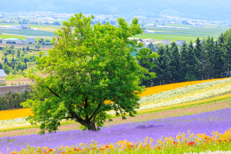Lavender field and tree in Hokkaido, Japan.