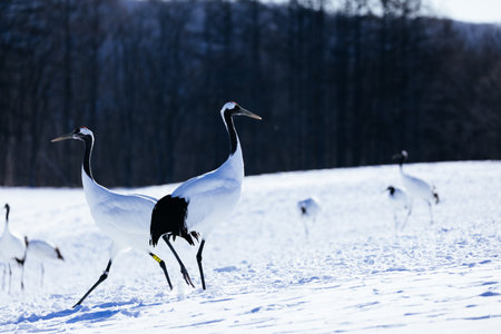 Japanese crane in the snow in Hokkaido, Japan. Red-crowned crane.の写真素材