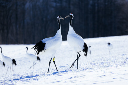 Japanese crane on snow in Hokkaido, Japan during winter.の写真素材