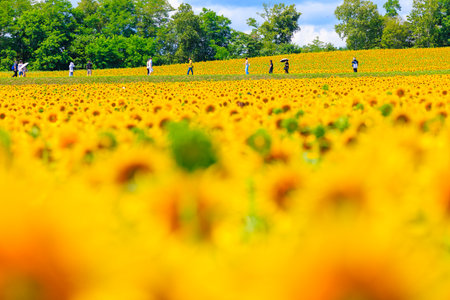 sunflower field and blue sky