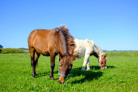 Miniature Horse in green pasture