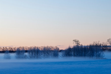 cold mist and tree in winter morningの写真素材
