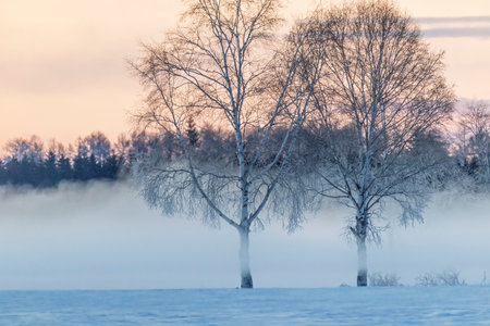 cold mist and tree in winter morningの写真素材