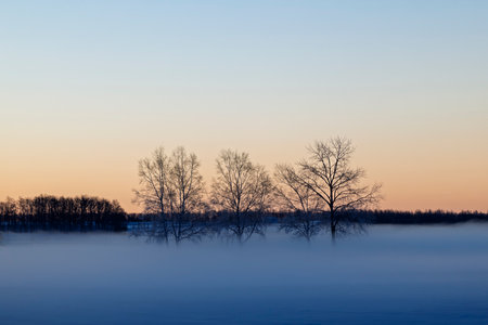 cold mist and tree in winter morningの写真素材