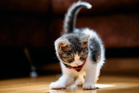 cute munchkin cat in houseの写真素材