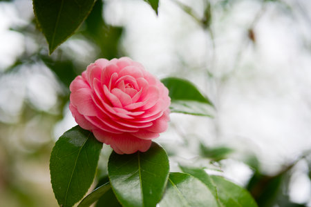camellia flower in spring japanの写真素材