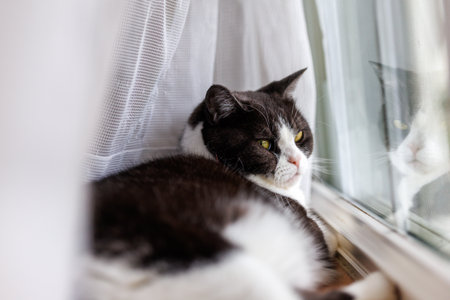 Beautiful cat lying on the windowsill and looking out the window