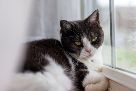 Beautiful cat lying on the windowsill and looking out the windowの写真素材