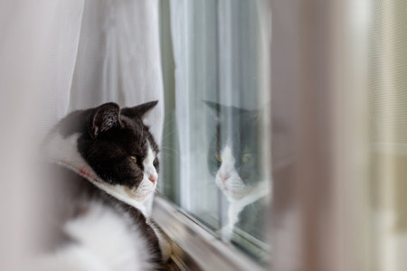 Cat looking out of the window. Shallow depth of field.の写真素材