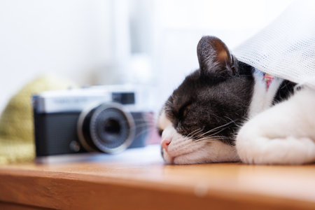 Cute cat sleeping on the wooden table with camera on the backgroundの写真素材
