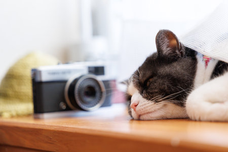 Cute cat sleeping on a wooden floor with a camera in the backgroundの写真素材
