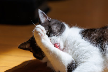 cat washing face in houseの写真素材