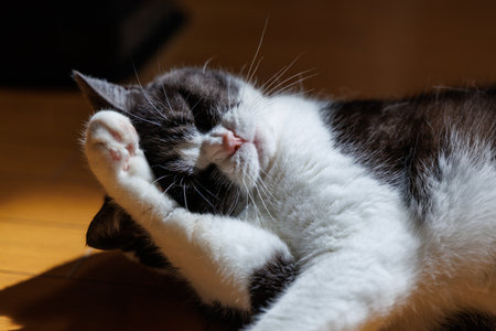 cat washing face in house