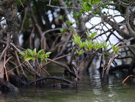 Mangrove trees in the mangrove forest, Thailandの写真素材