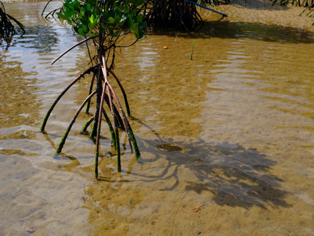 Mangrove tree in the mangrove forest, Thailand.の写真素材