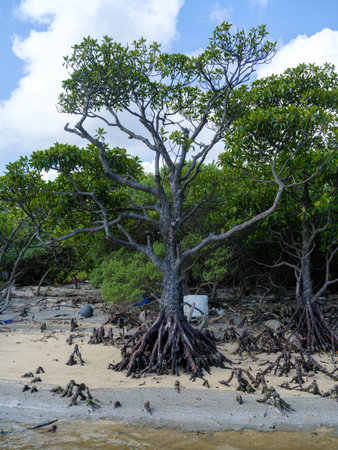 Mangrove tree on the beach in Thailand, Asia.の写真素材