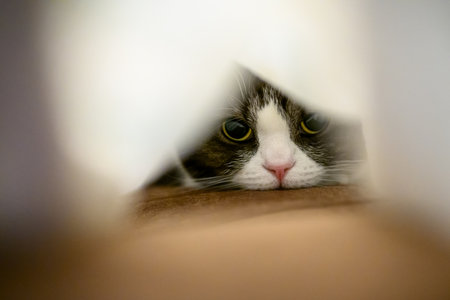 Cute cat hiding behind a sheet of paper in the room.の写真素材