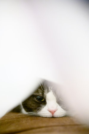 Cute cat hiding behind a sheet of paper in the room.の写真素材