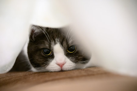 Cute cat peeking out from under a blanket. Shallow depth of field.の写真素材