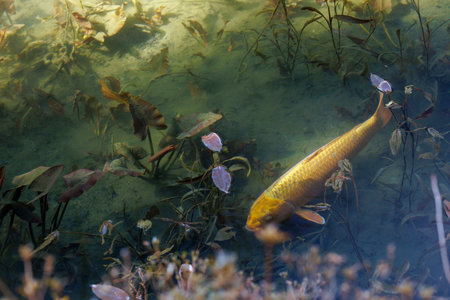 Japanese Koi Carp swimming in the pond. Japanese carp (Cyprinus carpio).の写真素材