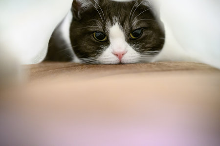Cute cat lying on the bed in the morning, close upの写真素材