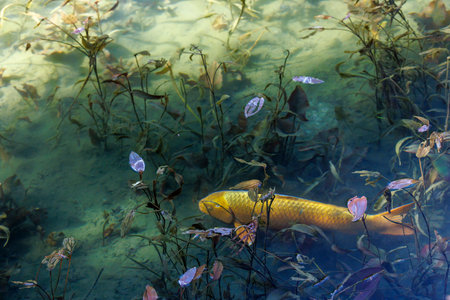 Fish in the pond of thailand, closeup of photo.の写真素材