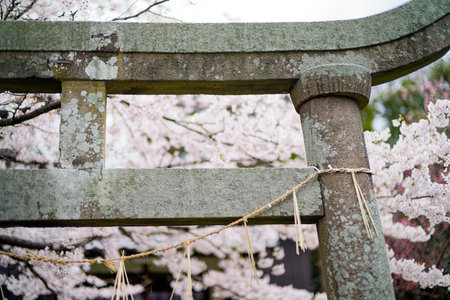 torii and cherry blossoms in Japanの写真素材