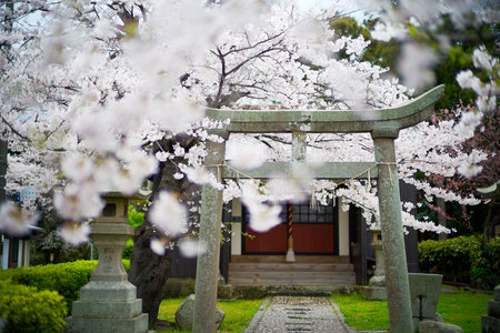 torii and cherry blossoms in Japanの写真素材