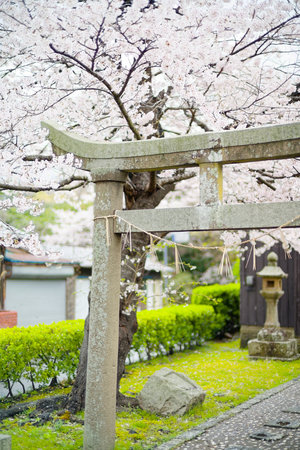 torii and cherry blossoms in Japanの写真素材