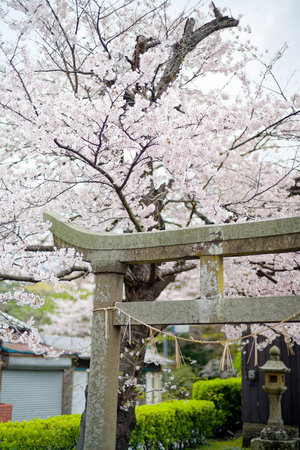 torii and cherry blossoms in Japan