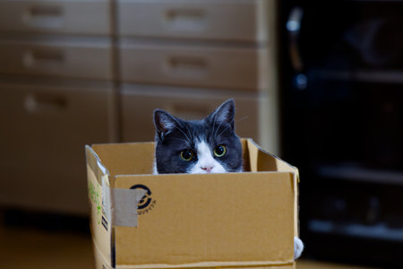 Cute cat in a cardboard box at home. Shallow depth of field.