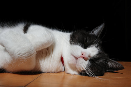close up cat lying down