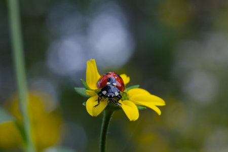 Ladybug on a yellow flower