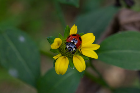 Ladybug on a yellow flower