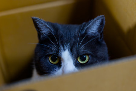 cute cat in a box