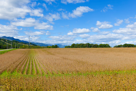 Soybean fields in autumn Hokkaidoの写真素材