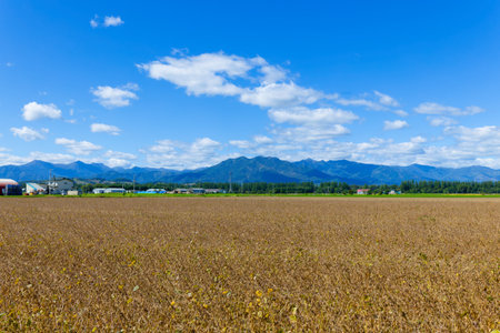 Soybean fields in autumn Hokkaido