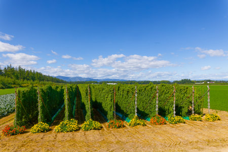 yam field in hokkaido