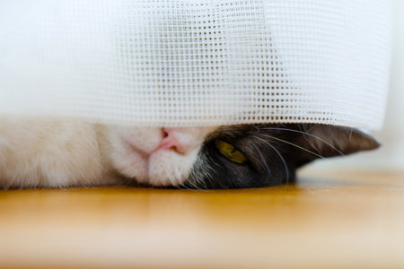 Cat seen through the gap in the curtainsの写真素材