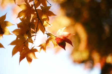 autumn leaves in hokkaido japan