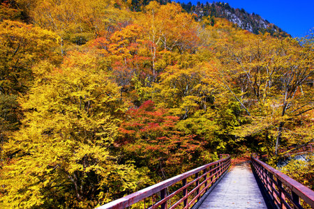 A path leading to a forest of autumn leavesの写真素材