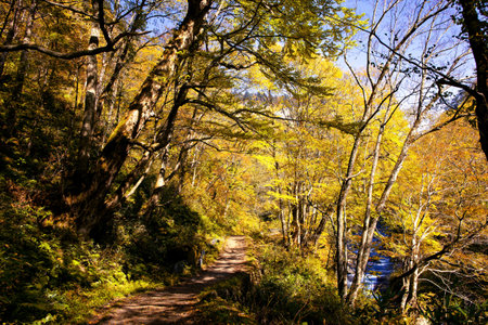 A path leading to a forest of autumn leavesの写真素材