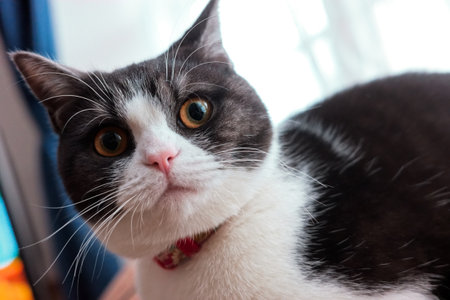 cute cat looking at youの写真素材