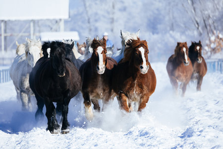 running horse in winter hokkaidoの写真素材