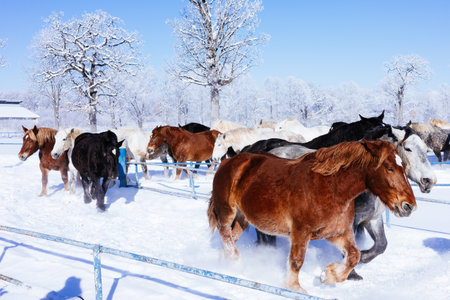 running horse in winter hokkaidoの写真素材